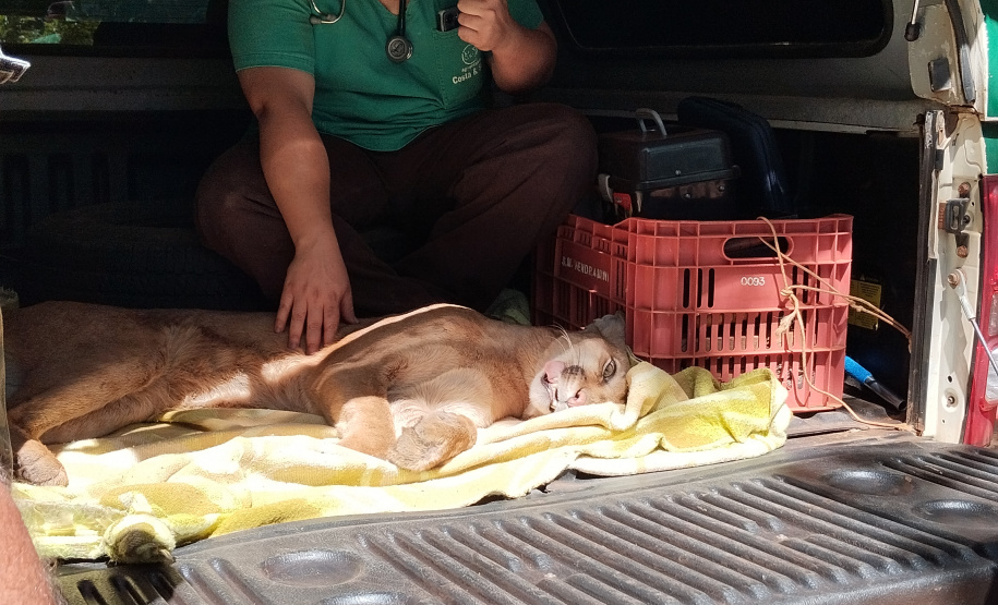 Após uma bateria de exames, a onça-parda foi devolvida ao seu habitat natural.