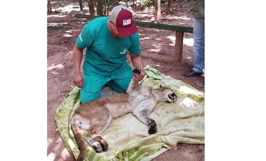 Após uma bateria de exames, a onça-parda foi devolvida ao seu habitat natural.