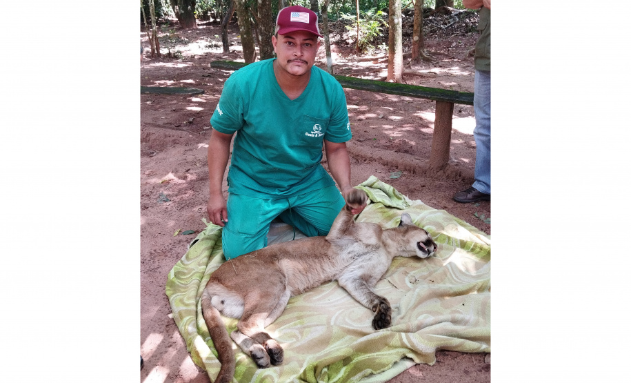 Após uma bateria de exames, a onça-parda foi devolvida ao seu habitat natural.