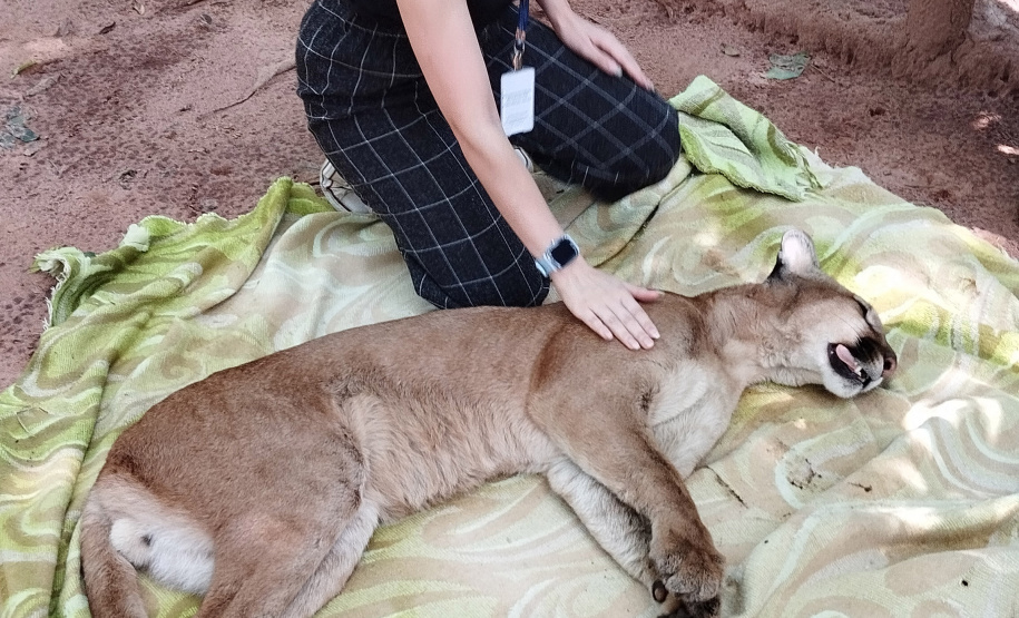Após uma bateria de exames, a onça-parda foi devolvida ao seu habitat natural.