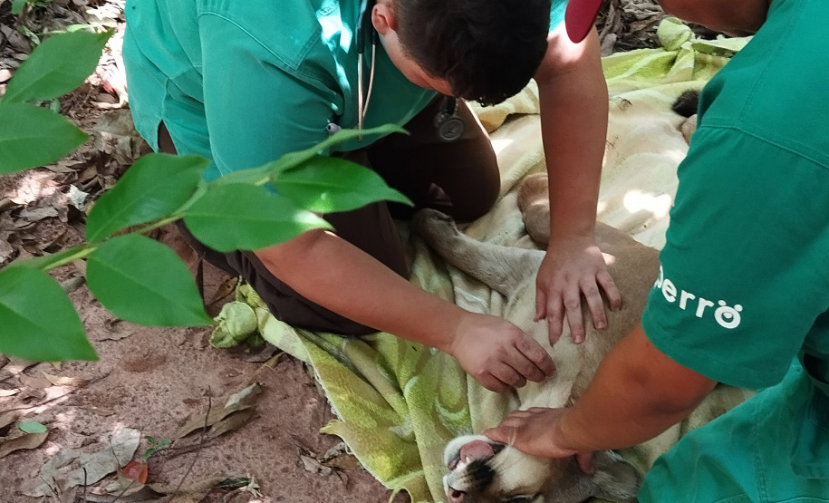 Após uma bateria de exames, a onça-parda foi devolvida ao seu habitat natural.