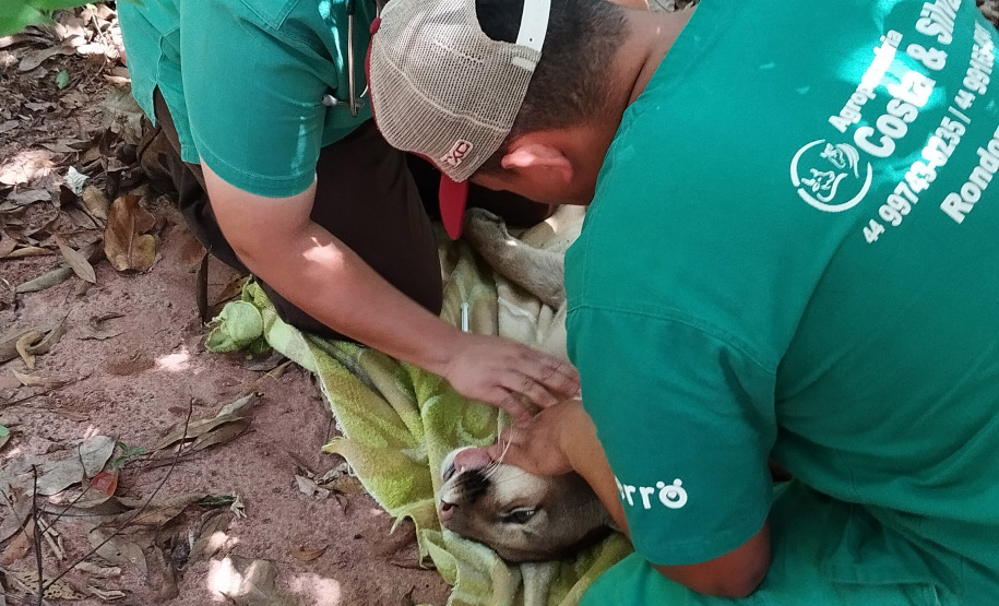 Após uma bateria de exames, a onça-parda foi devolvida ao seu habitat natural.