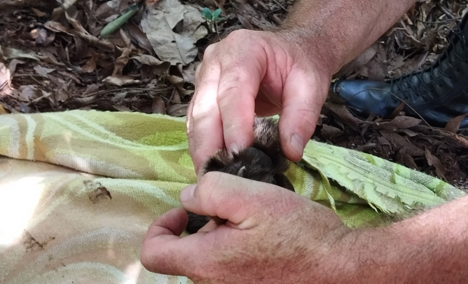 Após uma bateria de exames, a onça-parda foi devolvida ao seu habitat natural.