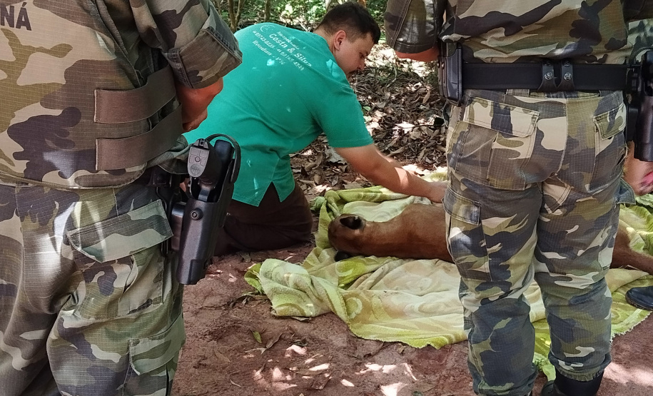 Após uma bateria de exames, a onça-parda foi devolvida ao seu habitat natural.