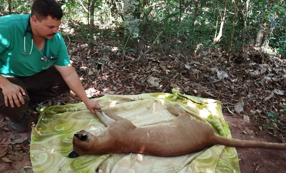 Após uma bateria de exames, a onça-parda foi devolvida ao seu habitat natural.