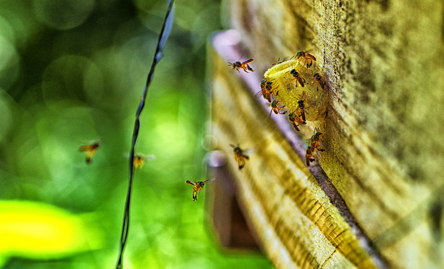 Paraná avança em programas de ação climática e se consolida como o estado mais sustentável do País