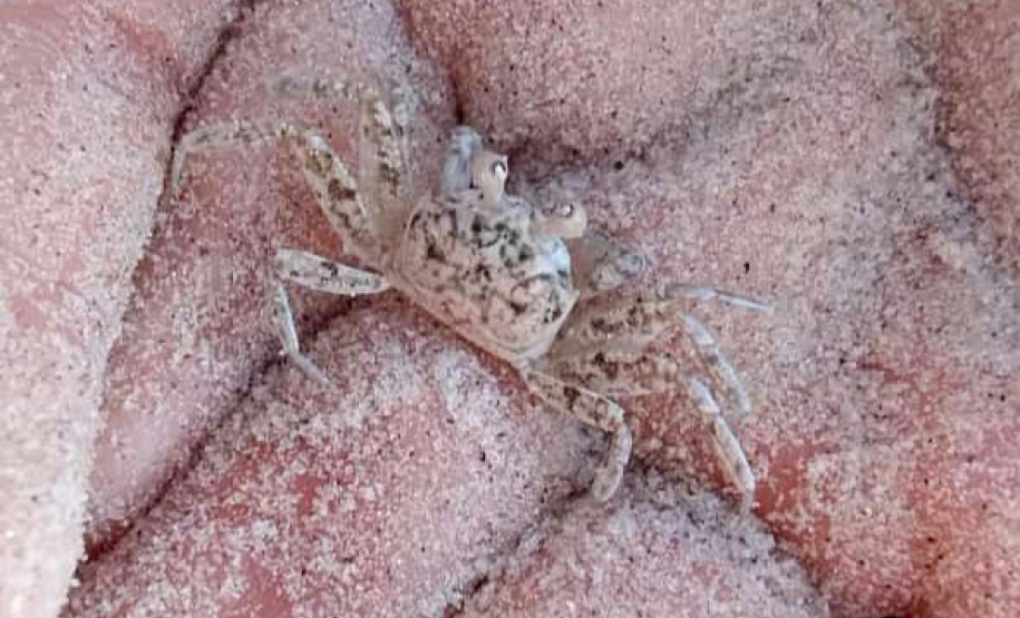 Revitalização da orla permitiu o retorno da fauna a Matinhos, com destaque para a coruja-buraqueira e o caranguejo maria-farinha.