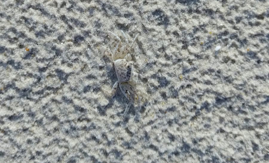 Revitalização da orla permitiu o retorno da fauna a Matinhos, com destaque para a coruja-buraqueira e o caranguejo maria-farinha.