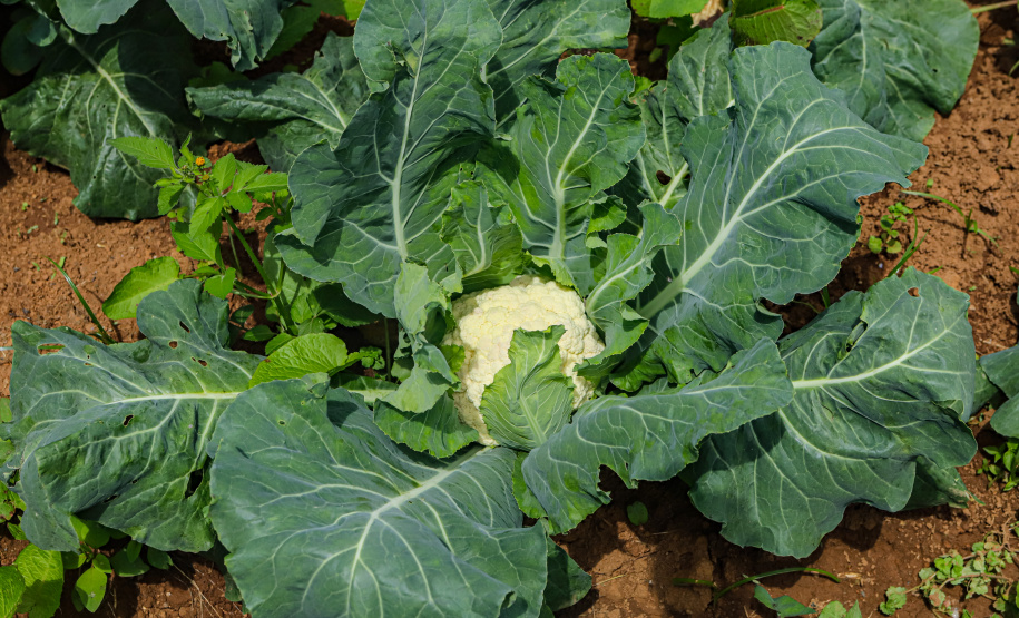 Com 3,9 mil agricultores certificados, Paraná lidera produção orgânica do Brasil