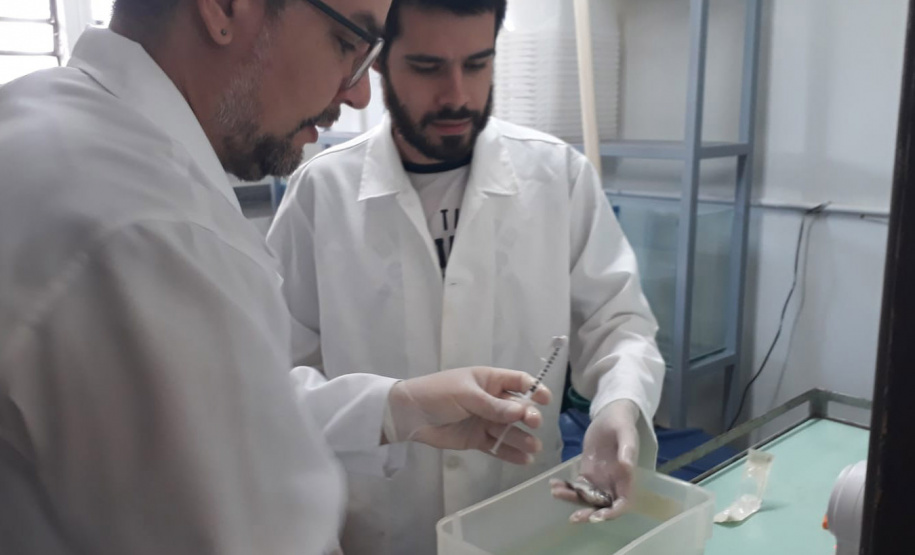 Saúde de peixes: UEL desenvolve pesquisas para auxiliar piscicultores na  produção de tilápia