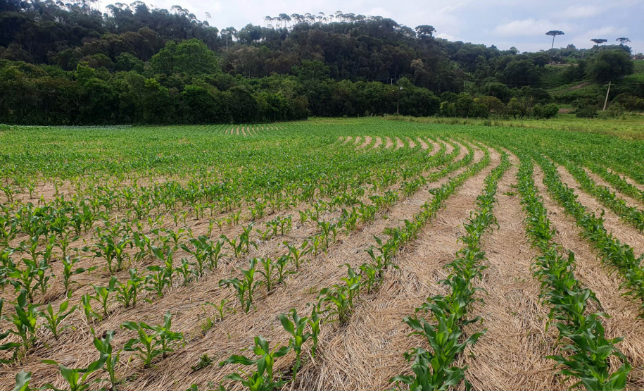 IDR-Paraná lança Nota Técnica alertando para cuidados com o solo e a água