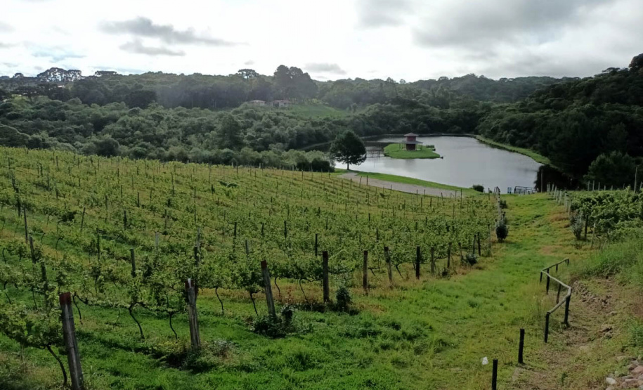 Revitalização da vitivinicultura paranaense é ressaltada em evento internacional