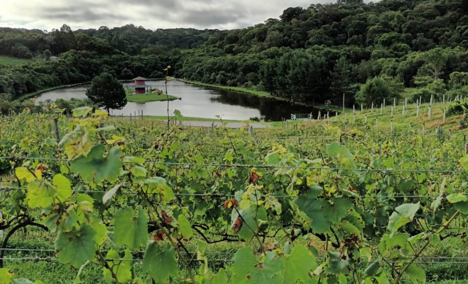 Revitalização da vitivinicultura paranaense é ressaltada em evento internacional