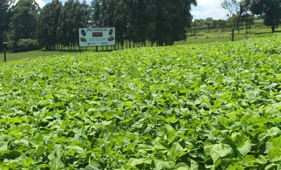 IDR-Paraná lança nesta terça-feira nova cultivar de feijão em Pato Branco