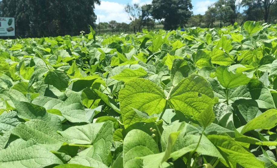 IDR-Paraná lança nesta terça-feira nova cultivar de feijão em Pato Branco