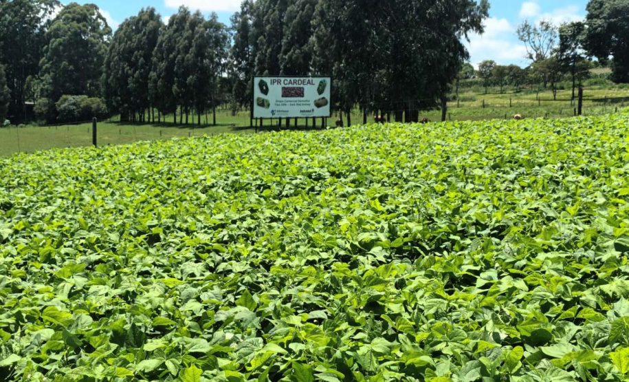 IDR-Paraná lança nesta terça-feira nova cultivar de feijão em Pato Branco