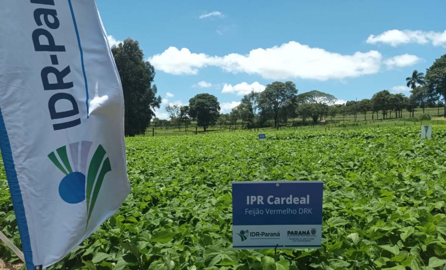 IDR-Paraná lança nesta terça-feira nova cultivar de feijão em Pato Branco
