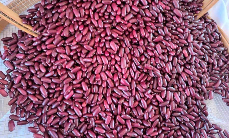 IDR-Paraná lança nesta terça-feira nova cultivar de feijão em Pato Branco