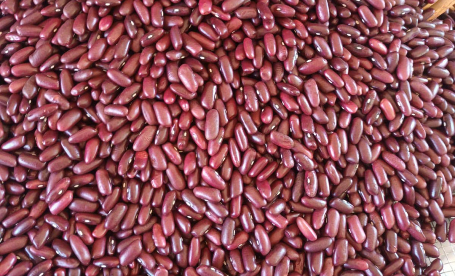 IDR-Paraná lança nesta terça-feira nova cultivar de feijão em Pato Branco