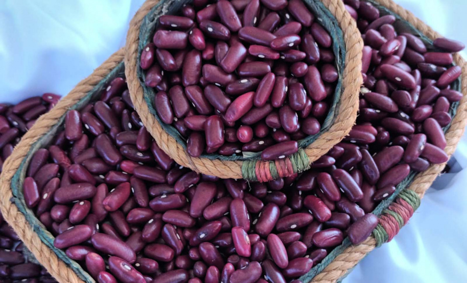 IDR-Paraná lança nesta terça-feira nova cultivar de feijão em Pato Branco