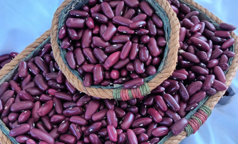 IDR-Paraná lança nesta terça-feira nova cultivar de feijão em Pato Branco