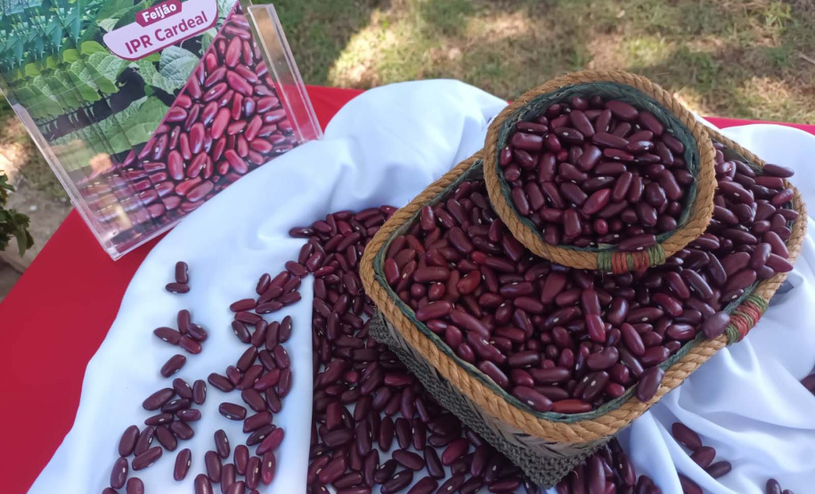 IDR-Paraná lança nesta terça-feira nova cultivar de feijão em Pato Branco