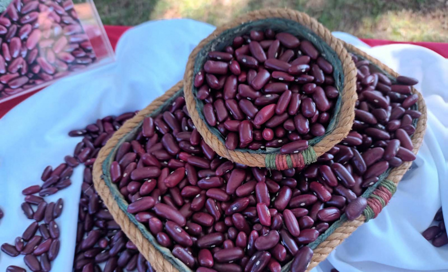 IDR-Paraná lança nesta terça-feira nova cultivar de feijão em Pato Branco