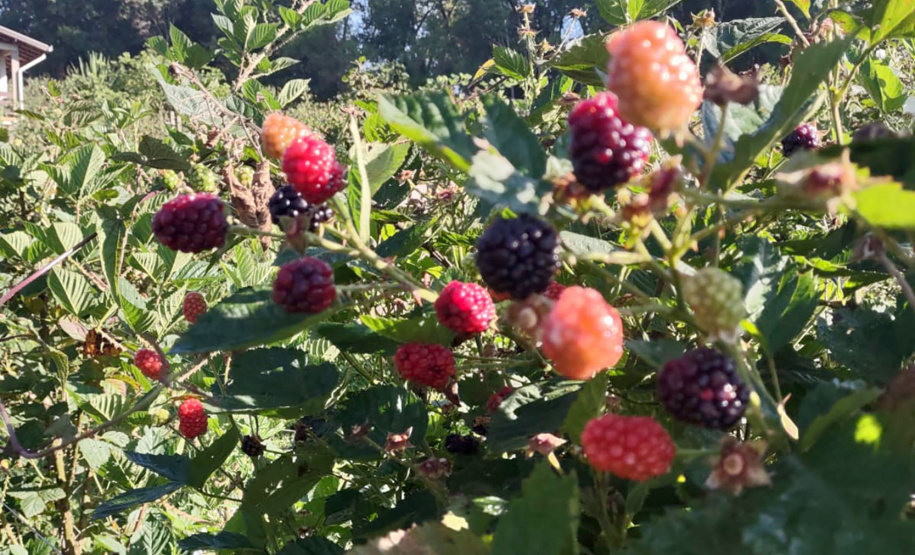 Concentrada na região de Curitiba, produção de amora dobrou em dez anos no Paraná