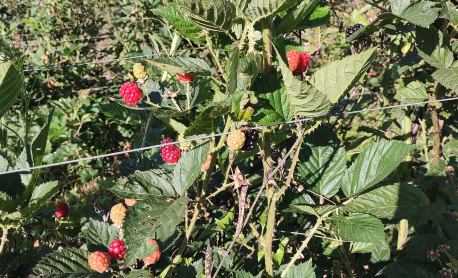 Concentrada na região de Curitiba, produção de amora dobrou em dez anos no Paraná