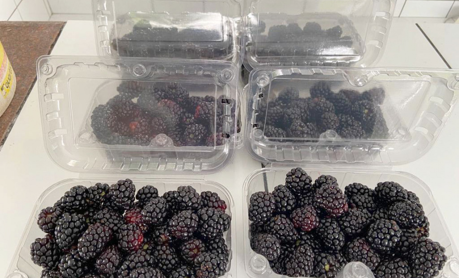 Concentrada na região de Curitiba, produção de amora dobrou em dez anos no Paraná