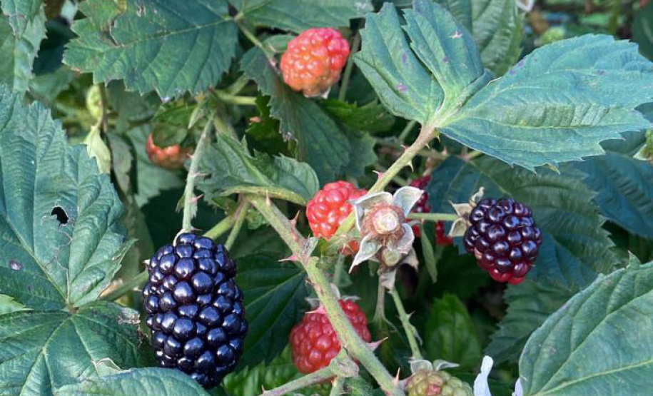 Concentrada na região de Curitiba, produção de amora dobrou em dez anos no Paraná