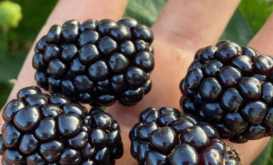 Concentrada na região de Curitiba, produção de amora dobrou em dez anos no Paraná