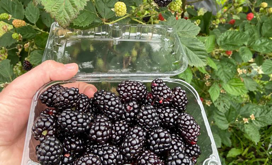 Concentrada na região de Curitiba, produção de amora dobrou em dez anos no Paraná