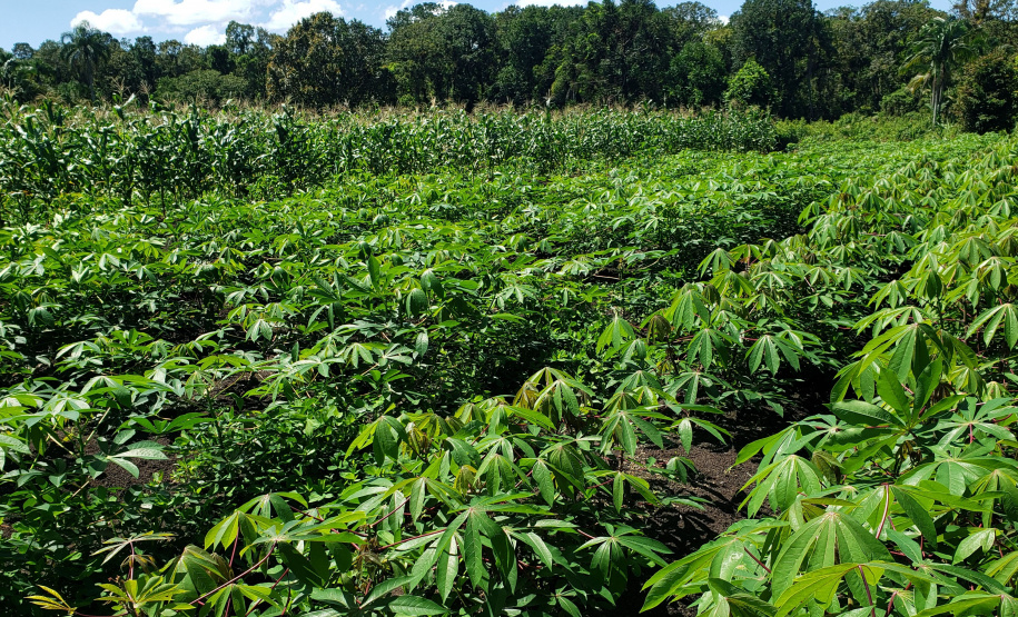 Produção rural e agroindústria transformam vida de família no litoral
