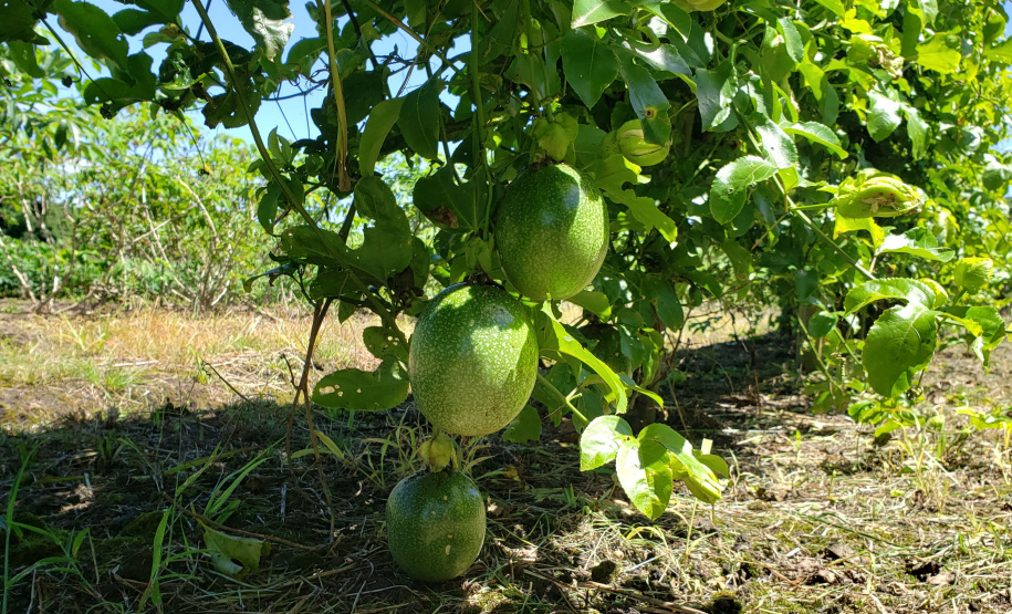 Produção rural e agroindústria transformam vida de família no litoral