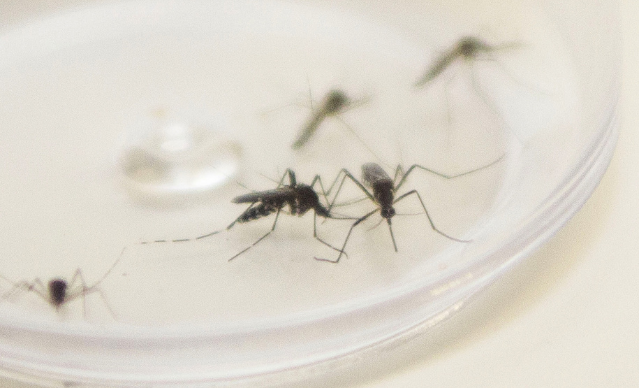 MOSQUITO DENGUE