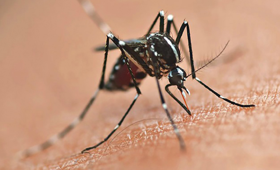 MOSQUITO DENGUE