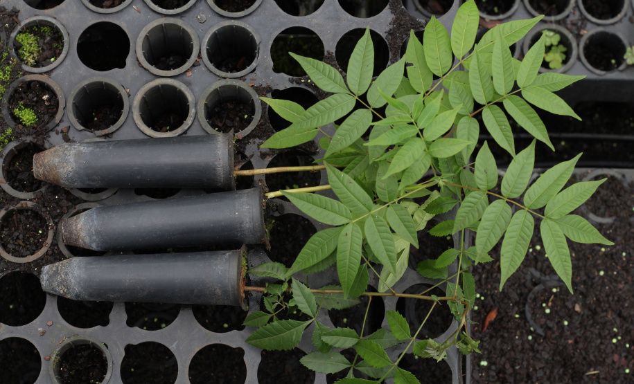 IAT VIVEIRO MORRETES