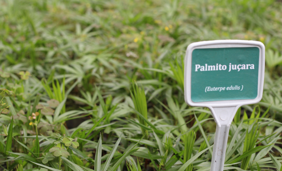 IAT VIVEIRO MORRETES