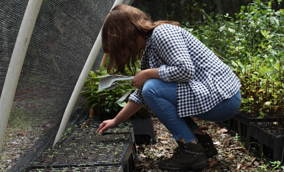 IAT VIVEIRO MORRETES