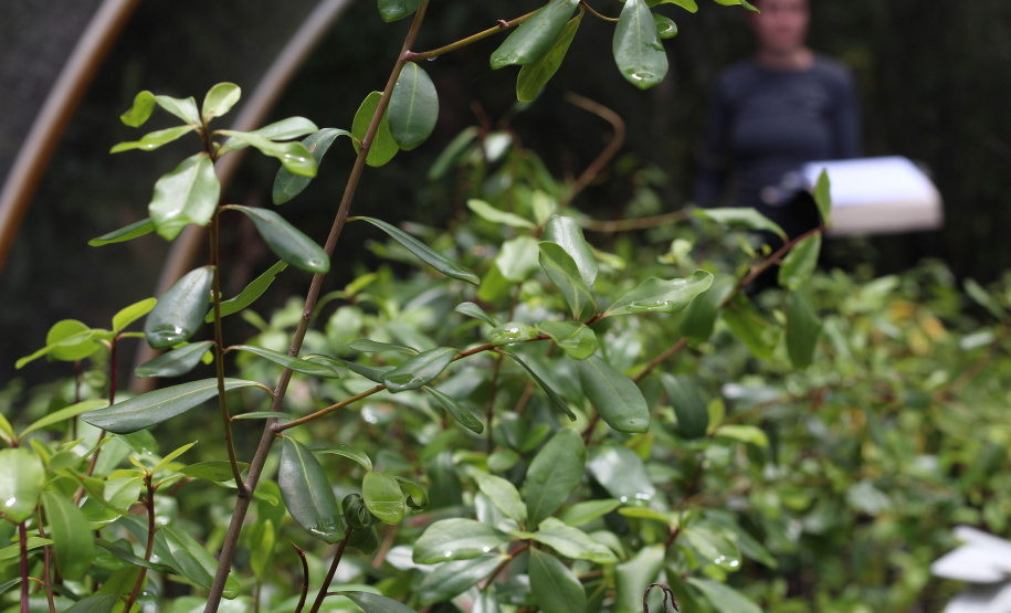 IAT VIVEIRO MORRETES