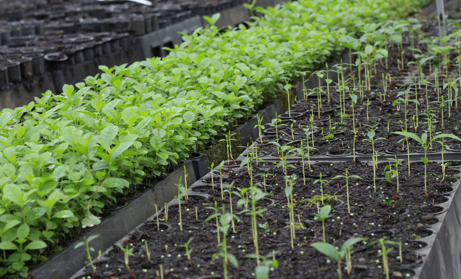 IAT VIVEIRO MORRETES