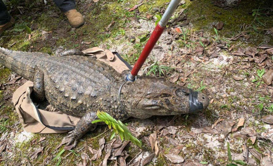 IAT preparou um guia de como se comportar ao encontrar animais silvestres no Paraná.