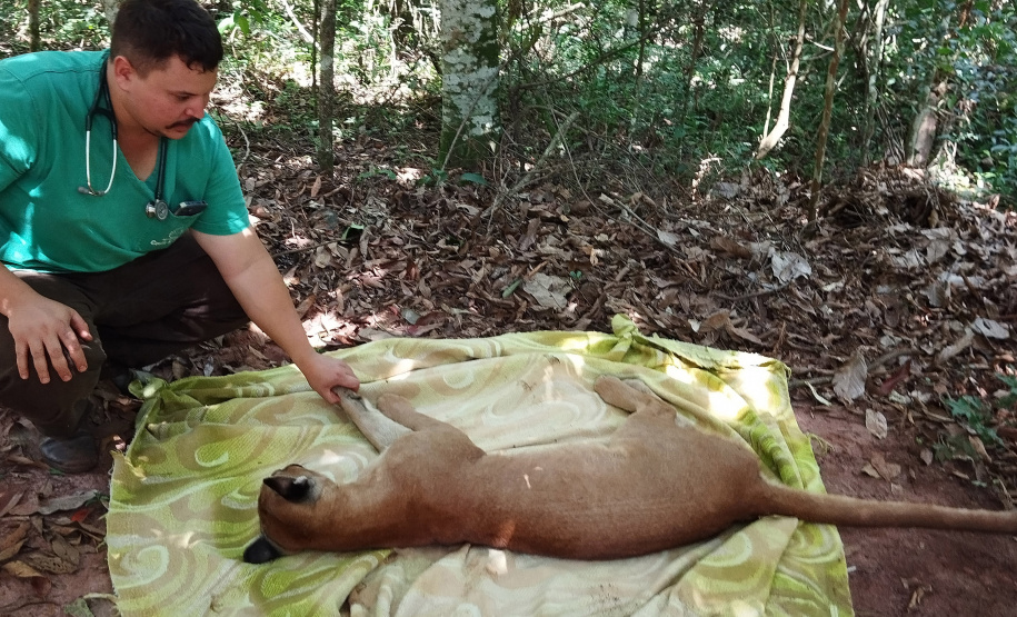IAT preparou um guia de como se comportar ao encontrar animais silvestres no Paraná.