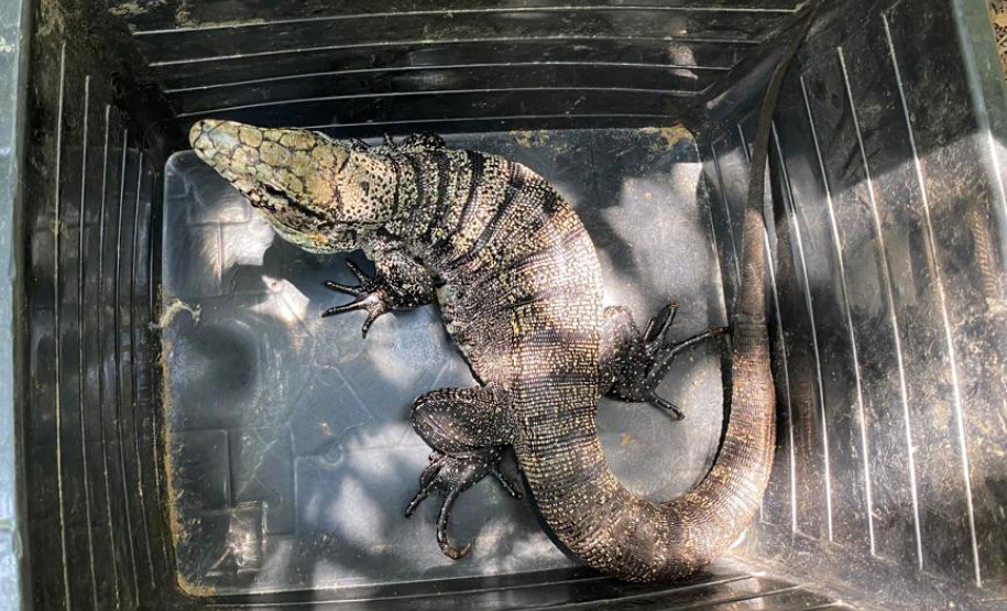 IAT preparou um guia de como se comportar ao encontrar animais silvestres no Paraná.