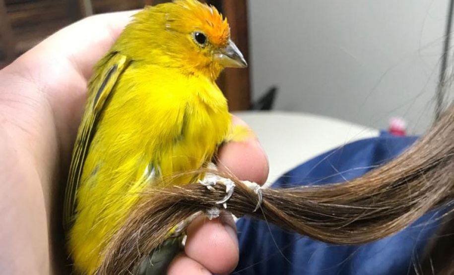 IAT preparou um guia de como se comportar ao encontrar animais silvestres no Paraná.