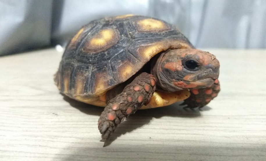 IAT preparou um guia de como se comportar ao encontrar animais silvestres no Paraná.