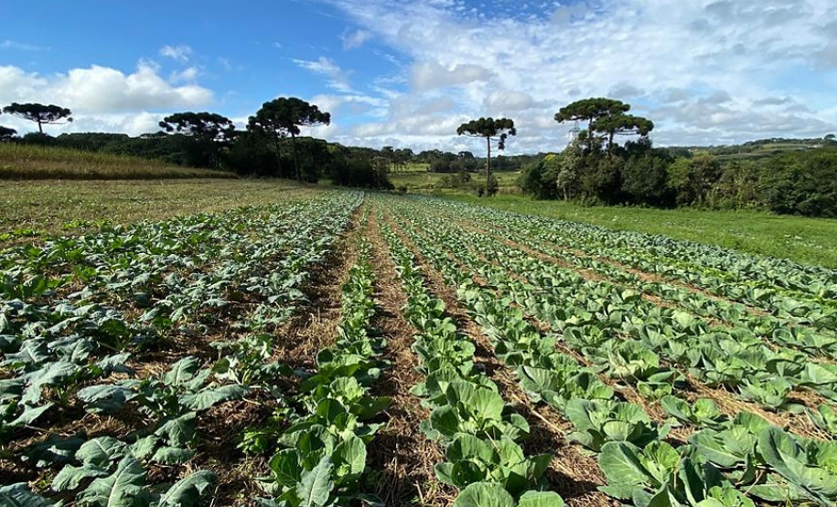 PLANTAÇÃO HORTALIÇAS