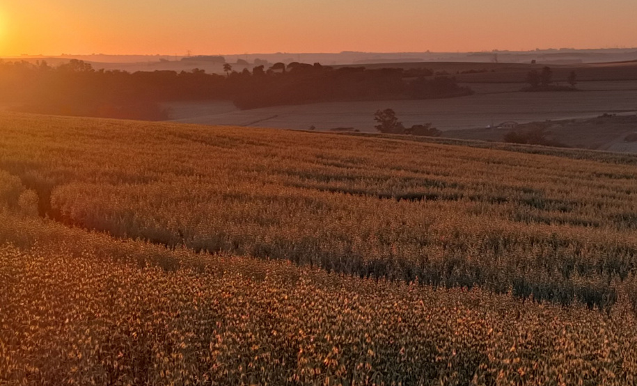 MANEJO SOLOS SHOW RURAL