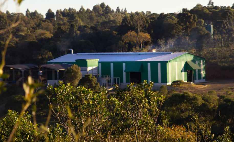 Projeto de erva mate orgânica financiado pelo BRDE expande fronteiras e recebe certificações internacionais